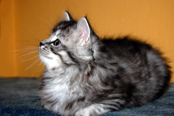 der kleine Schatz im Profil.jpg